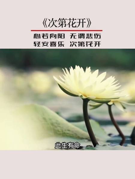 《次第花开》:心若向阳,无谓悲伤