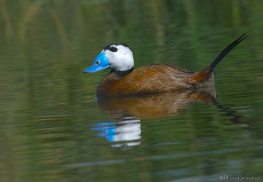 "唐老鸭"原型——白头硬尾鸭