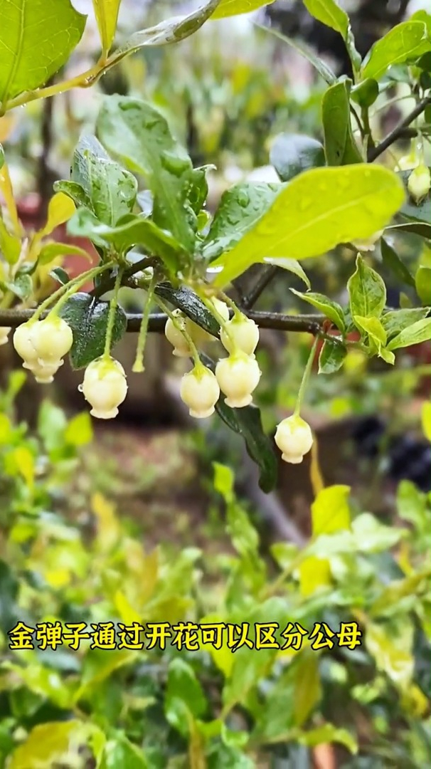 金弹子怎么区分公母你知道吗?
