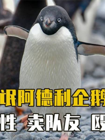 强行与受伤雌性发生关系,卖队友专业户,阿德利企鹅有多流氓?