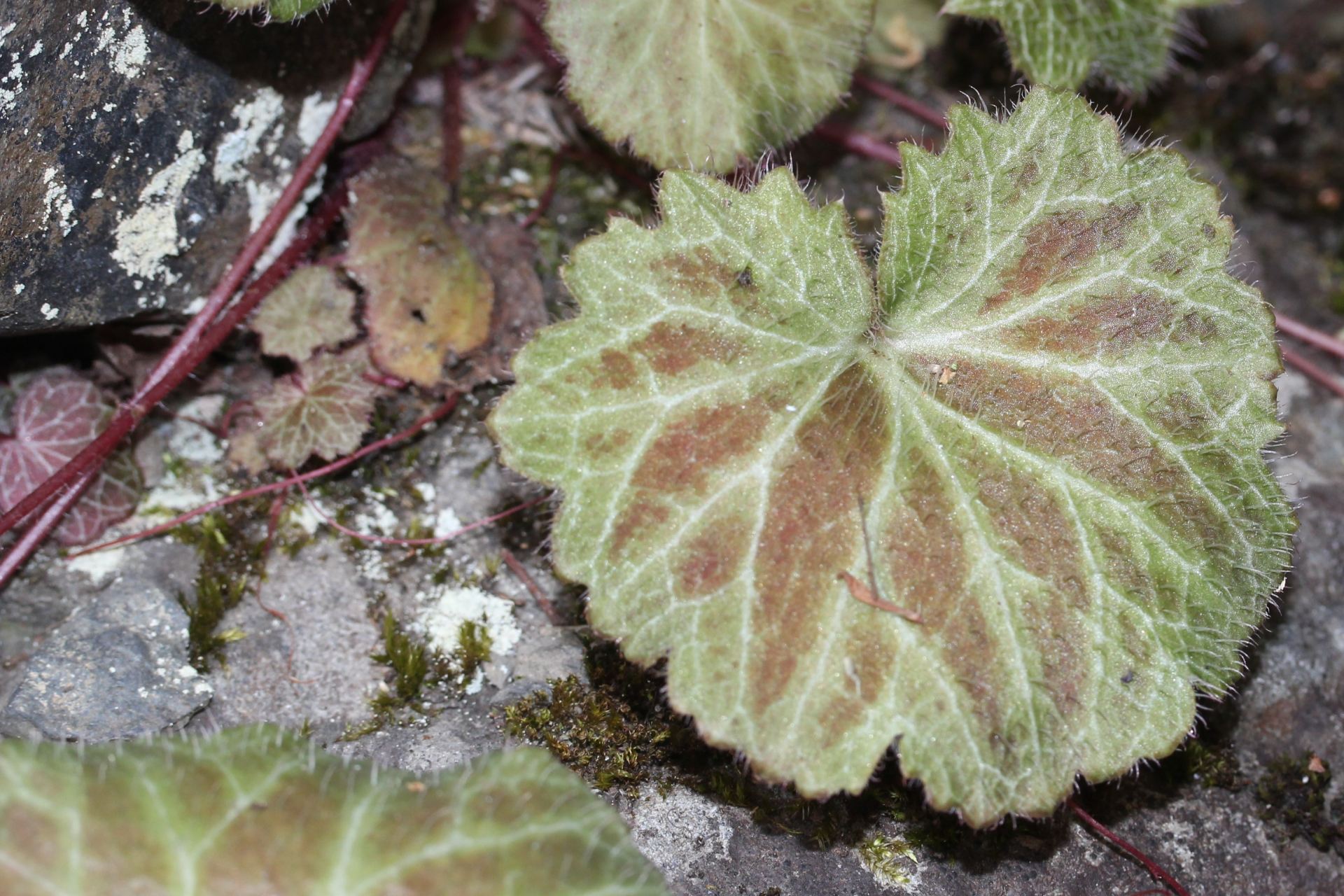 通过综合管理,可使虎耳草保持健康生长状态,展示独特的观赏价