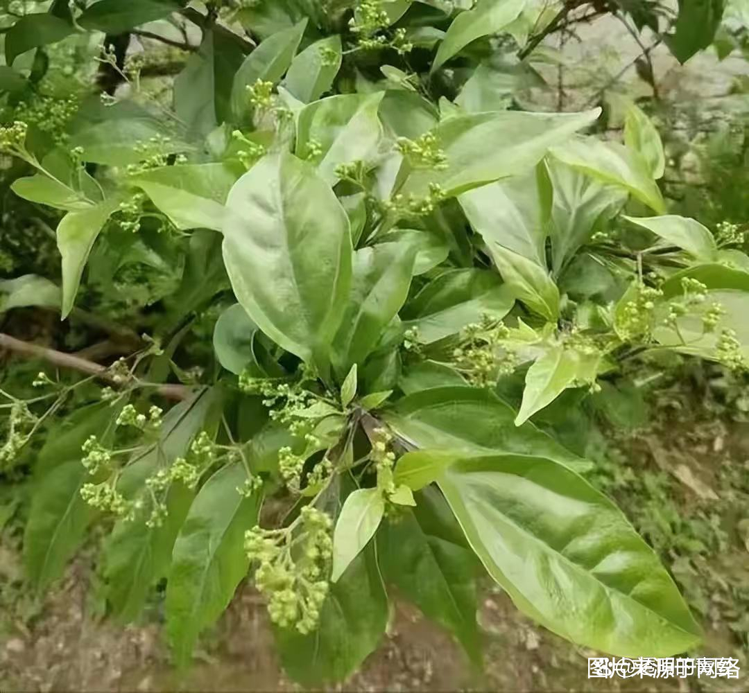 斑鸠叶豆腐制作方法图片