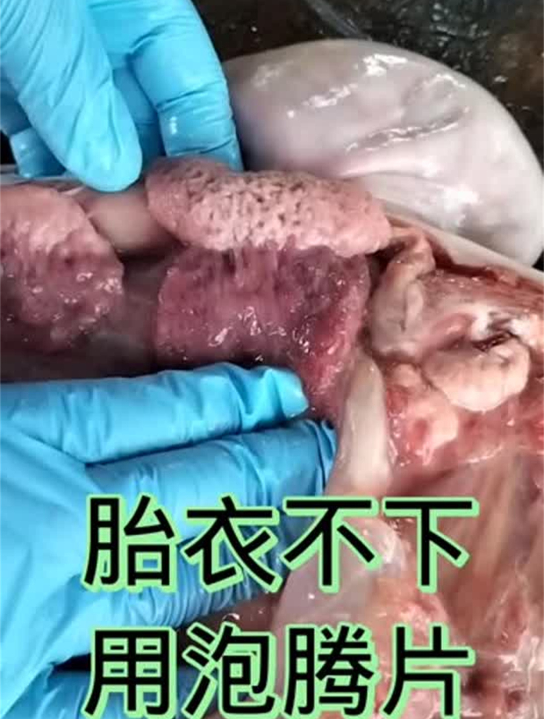 胎衣不下,用泡腾片 牛病诊断 兽药 牛感染结节病怎么治疗