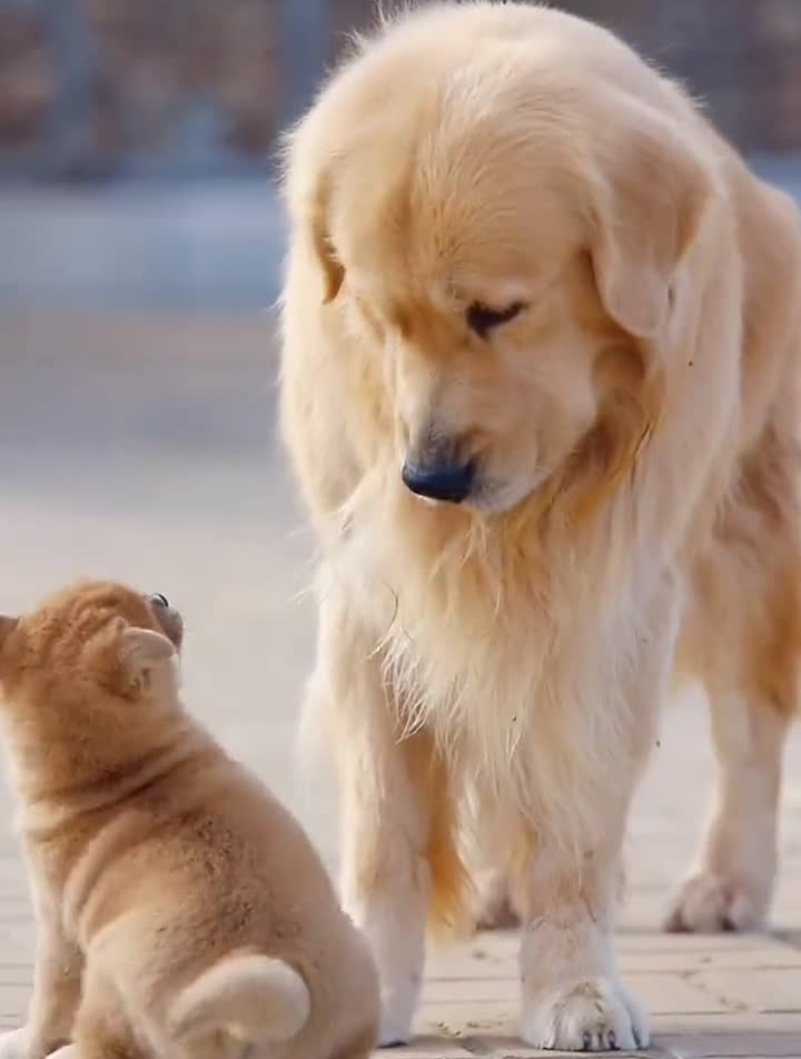 我严重怀疑,这个柴犬在挑战金毛的底线