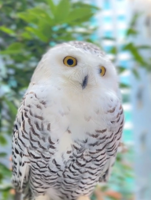 雪鸮这般模样太萌了