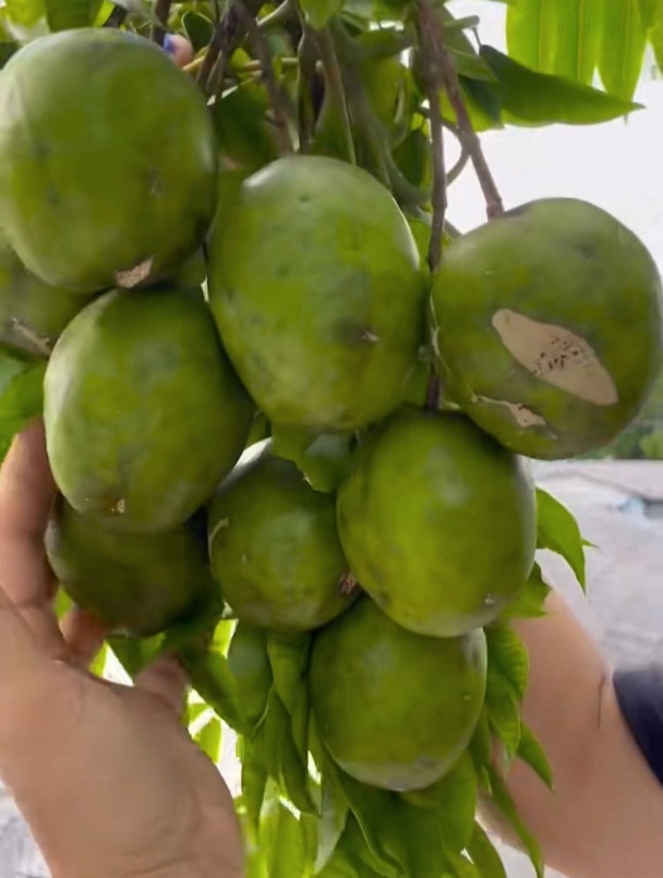 太平洋橄榄不是普通的橄榄