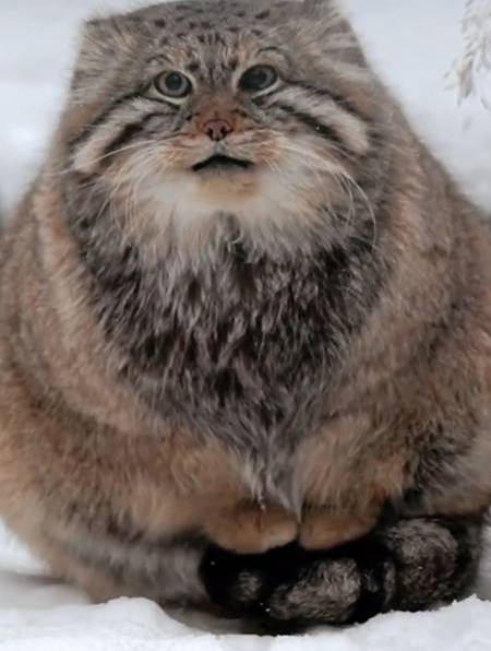 兔狲小时候看着挺聪明,长大后看起来憨憨的可爱