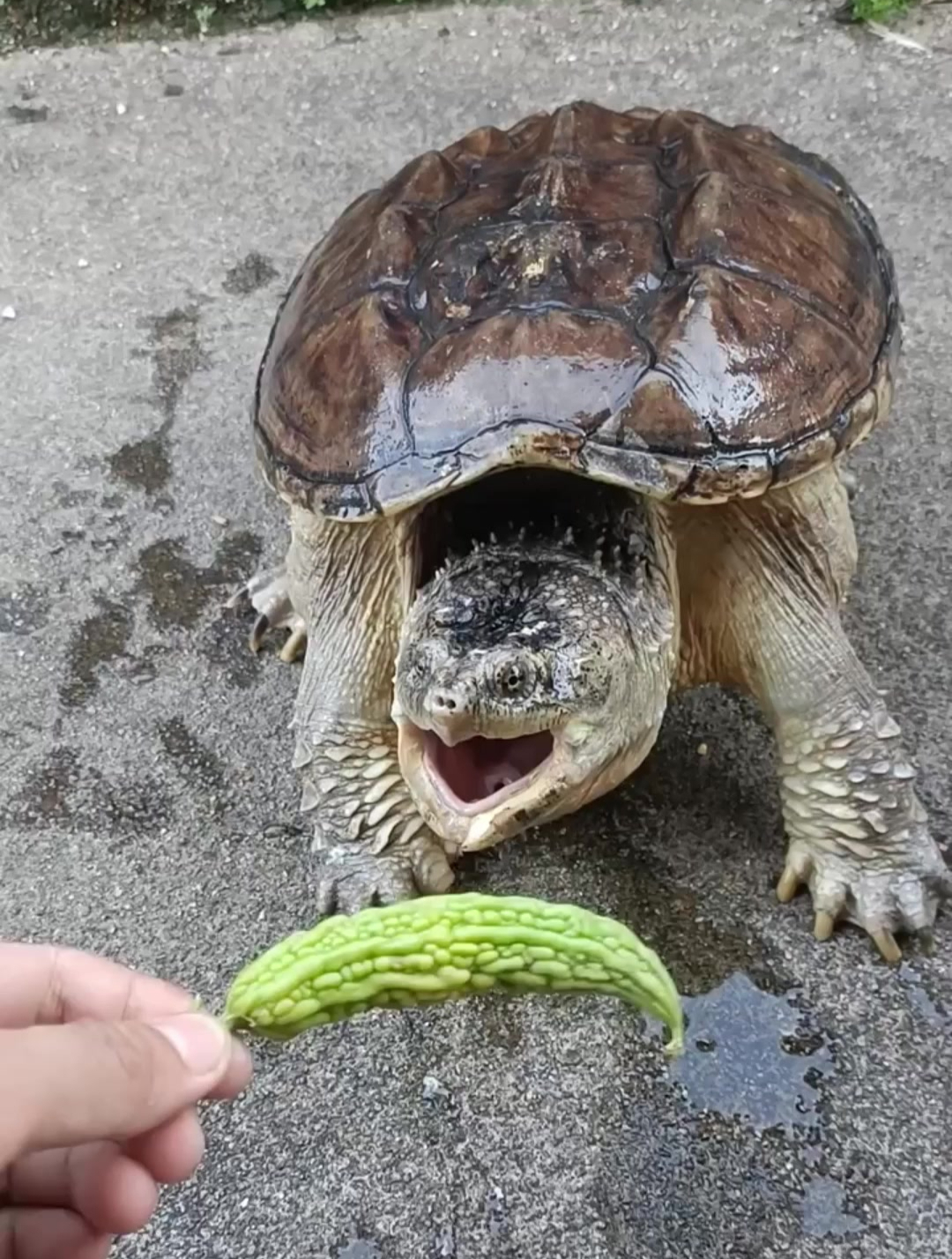 苦瓜做鳄鱼图片