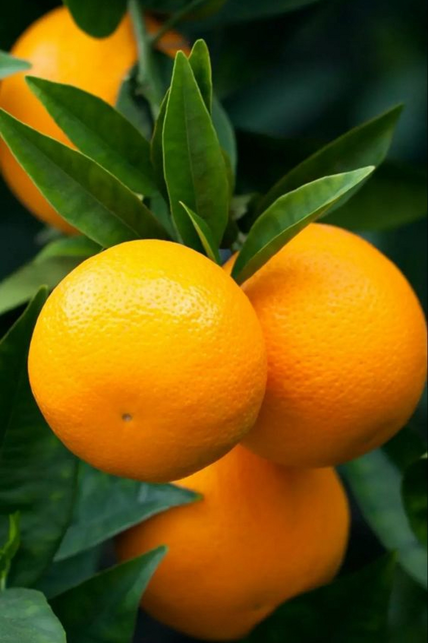 水果成熟的色彩