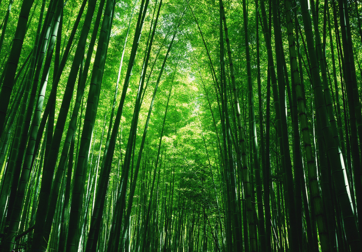 心理测试:哪片竹林的风景更美?测你晚年的生活过得好不好