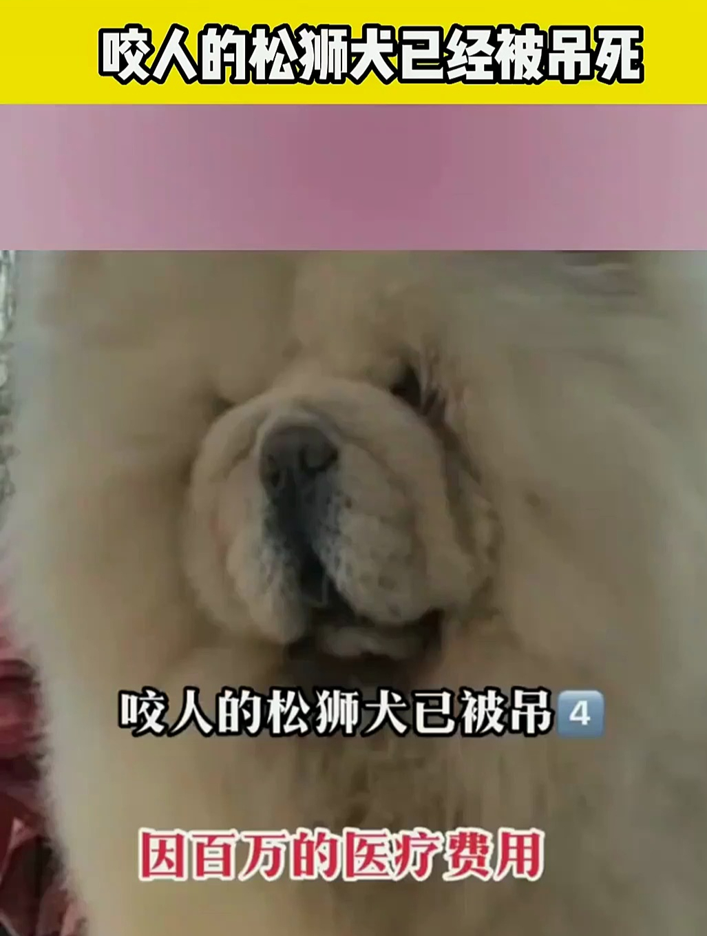咬人的松狮犬已经被吊s,因百万的医疗费用,狗主人竟然拒绝赔偿