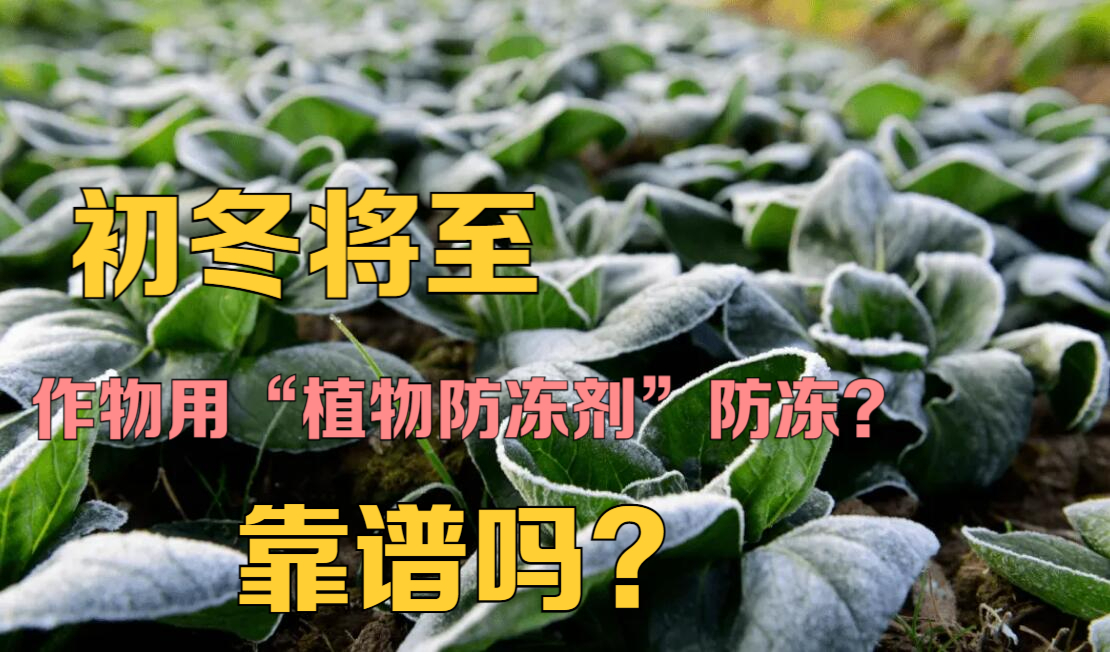 初冬将至,防冻迫在眉睫,"植物防冻剂"该如何使用?要注意什么