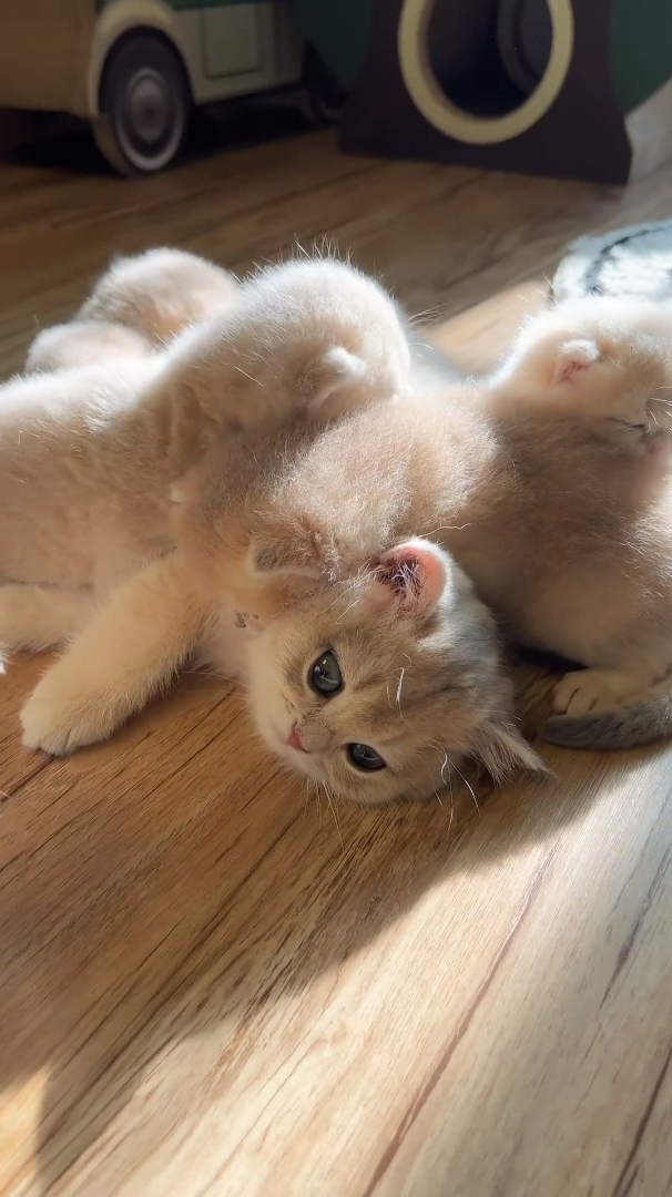 又是小猫姐姐带小奶猫的日常