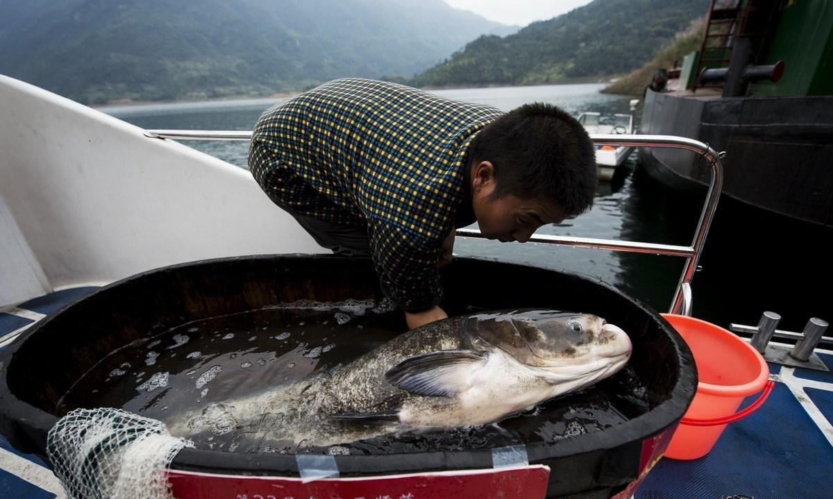 長江的哭泣長達2米的巨型鱤魚捕食十年禁漁養虎為患