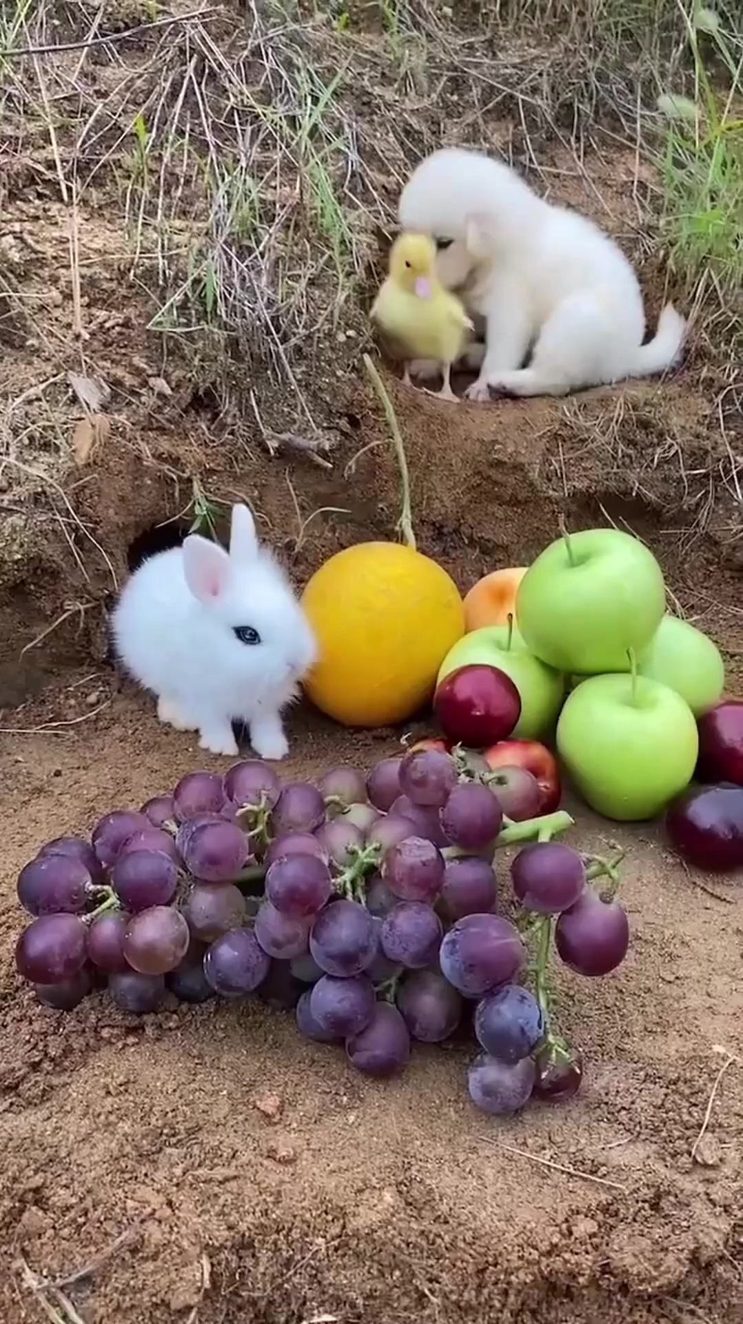 狗葡萄秧的图片图片