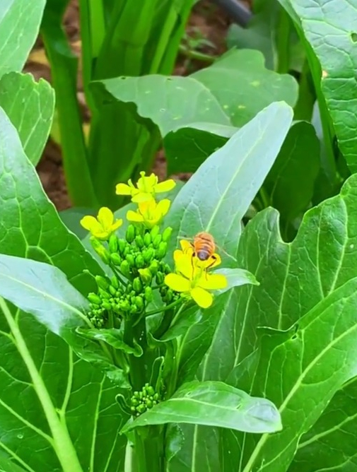 比盆栽花还好看的蔬菜四九菜心你吃过吗特别是生吃脆甜