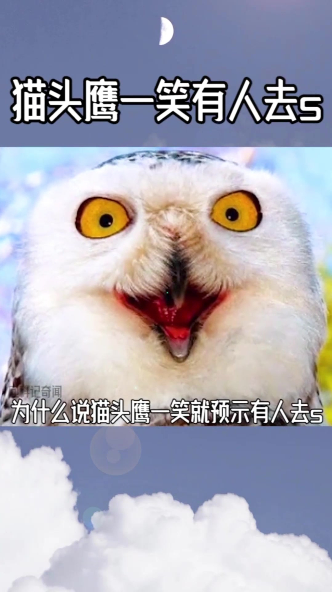 为什么说猫头鹰一笑就预示有人去世