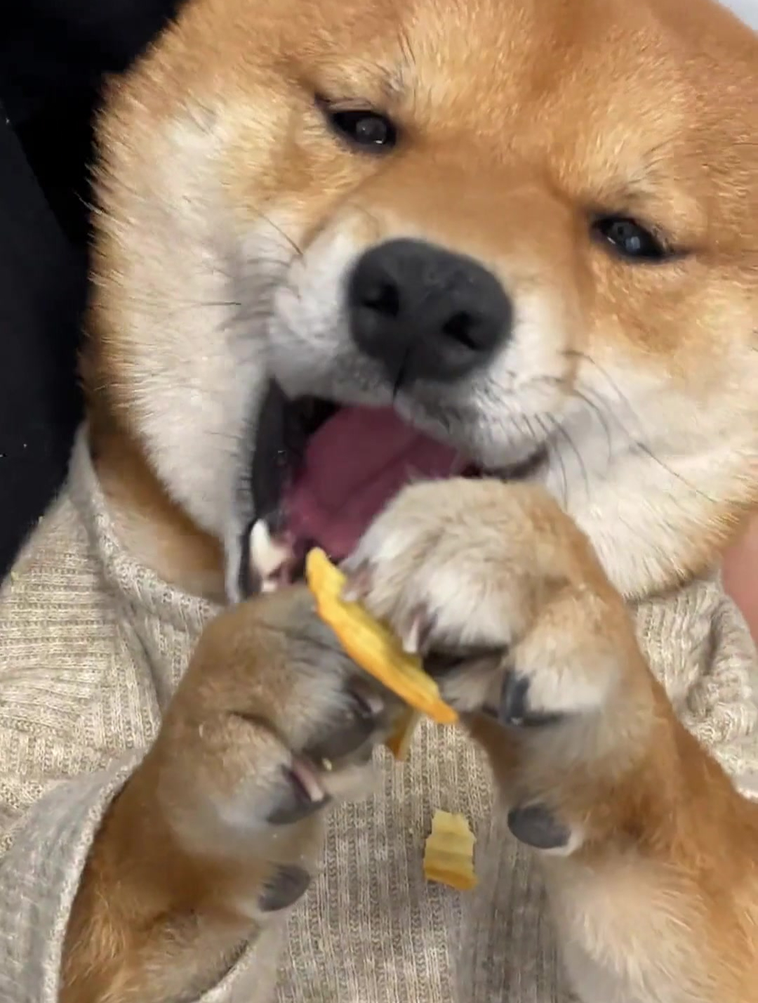 沉浸式吃薯片 柴犬 萌宠 笨蛋小狗