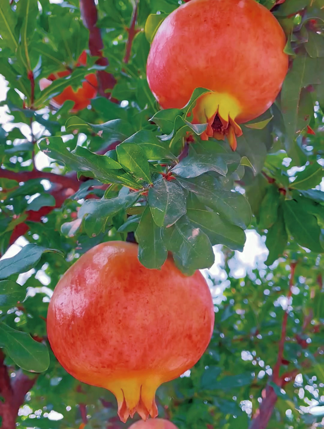 吃石榴不用吐籽的大甜石榴来了,这个就是咱们的大红袍石榴