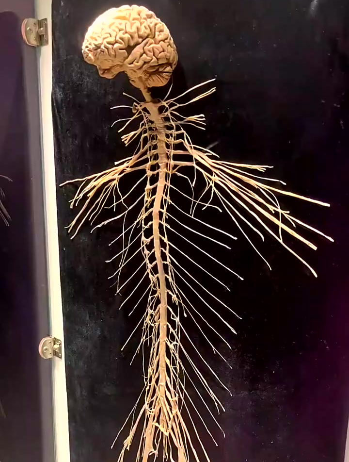 标本科普,人体奥秘,神经系统犹如人体的指挥中心