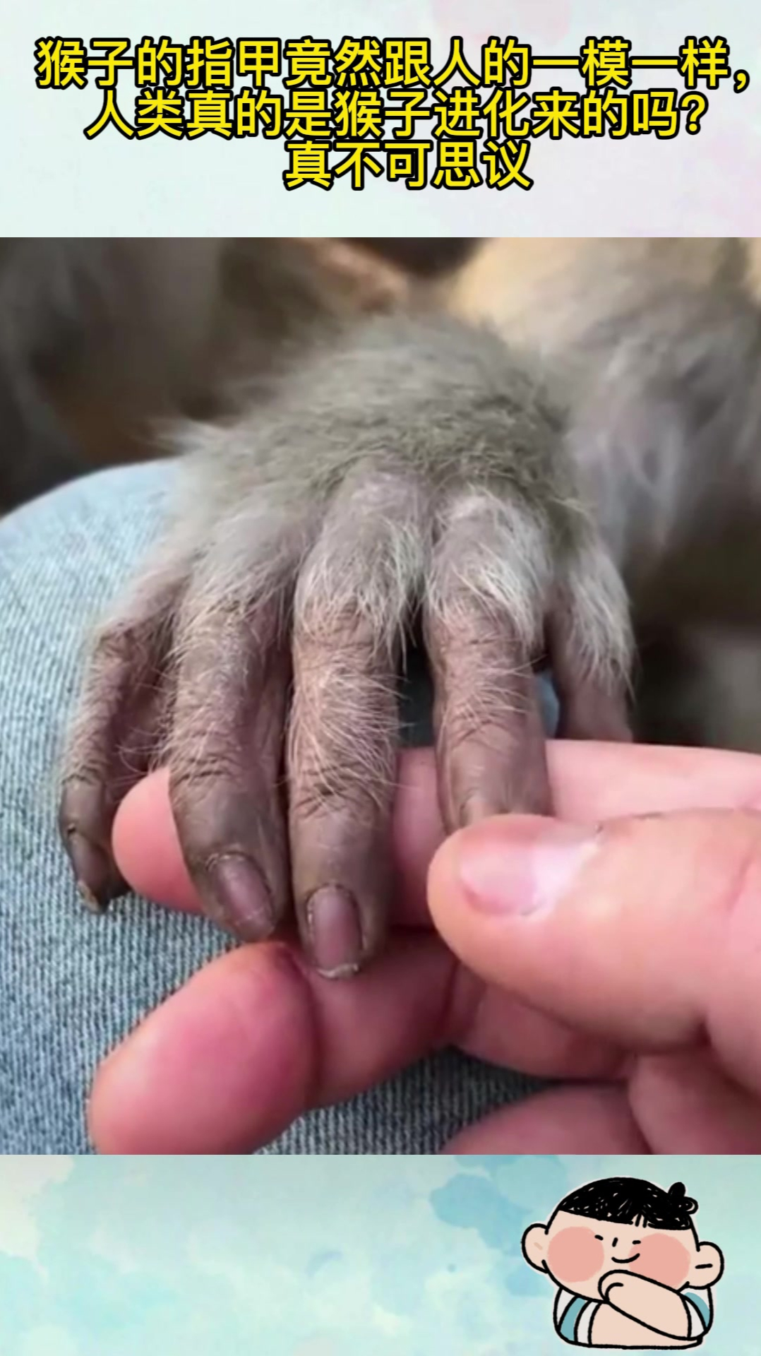 猴子指甲跟人的一模一样人类真的是猴子进化来的吗真不可思议