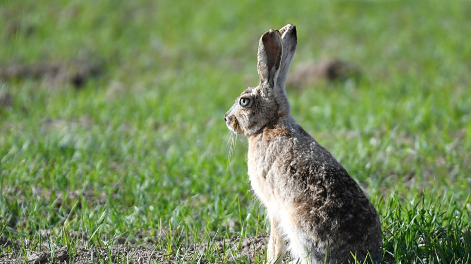 居住海拔最高的灰尾兔