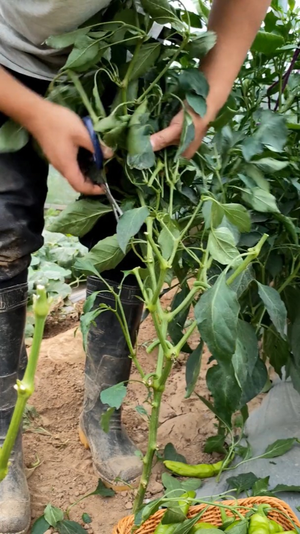 很多人不相信辣椒剪枝高产,我试了一个月,竟然是真的!