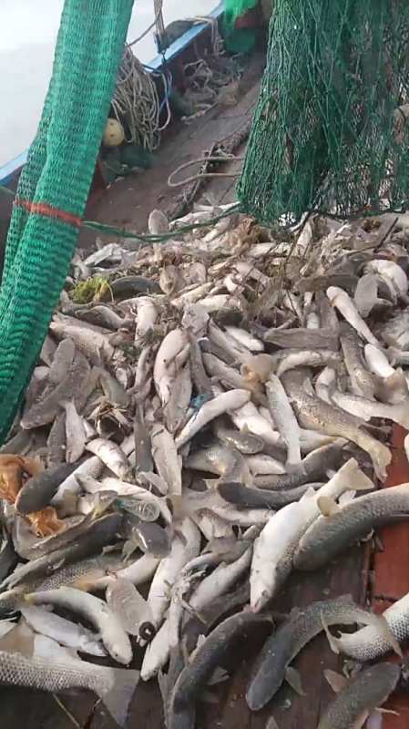 中国水环境越来越好了,满满一网鱼,不像之前网里都是塑料袋-度小视