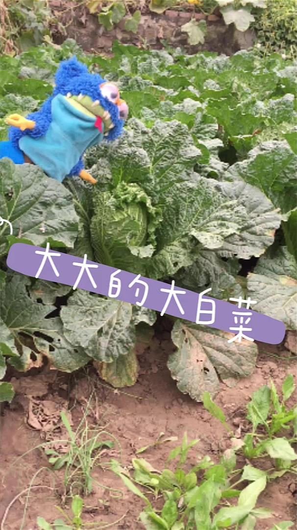 白菜用英语怎么说