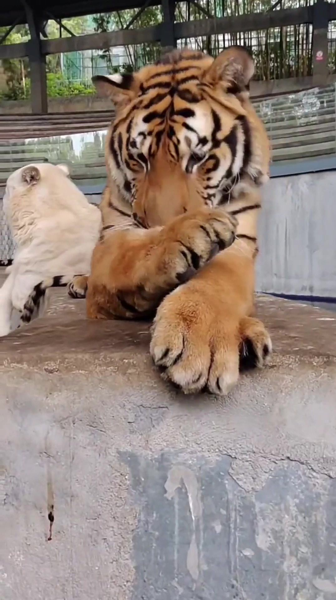 猫科动物洗脸都一样,看大老虎洗脸,没想到还挺萌!