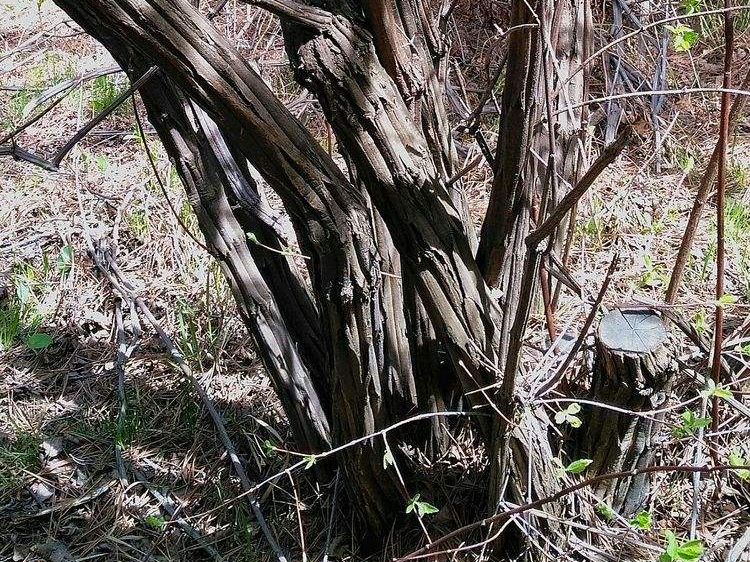 6条棱的树,外形像枯木,殊不知外号"降龙",乃是"木中黄金"