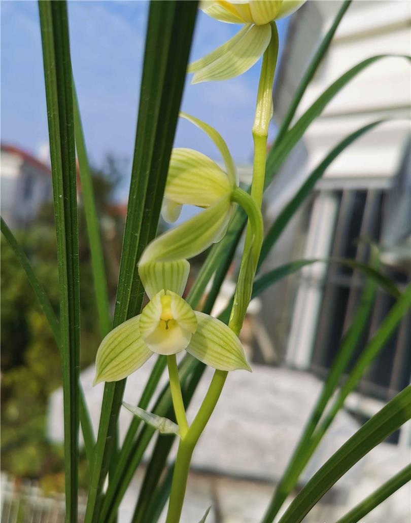 莲瓣兰荷瓣素心名品——如意素荷,洁白素雅,易花易草,幽香十足