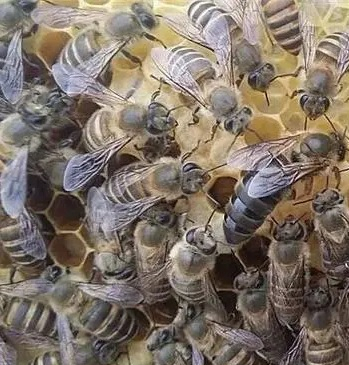 中蜂养殖