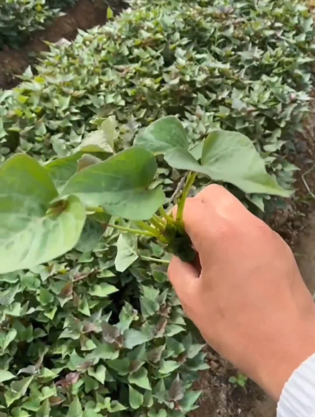 冰糖哈密薯苗来了哦爱吃甜的朋友可别错过了哦红薯