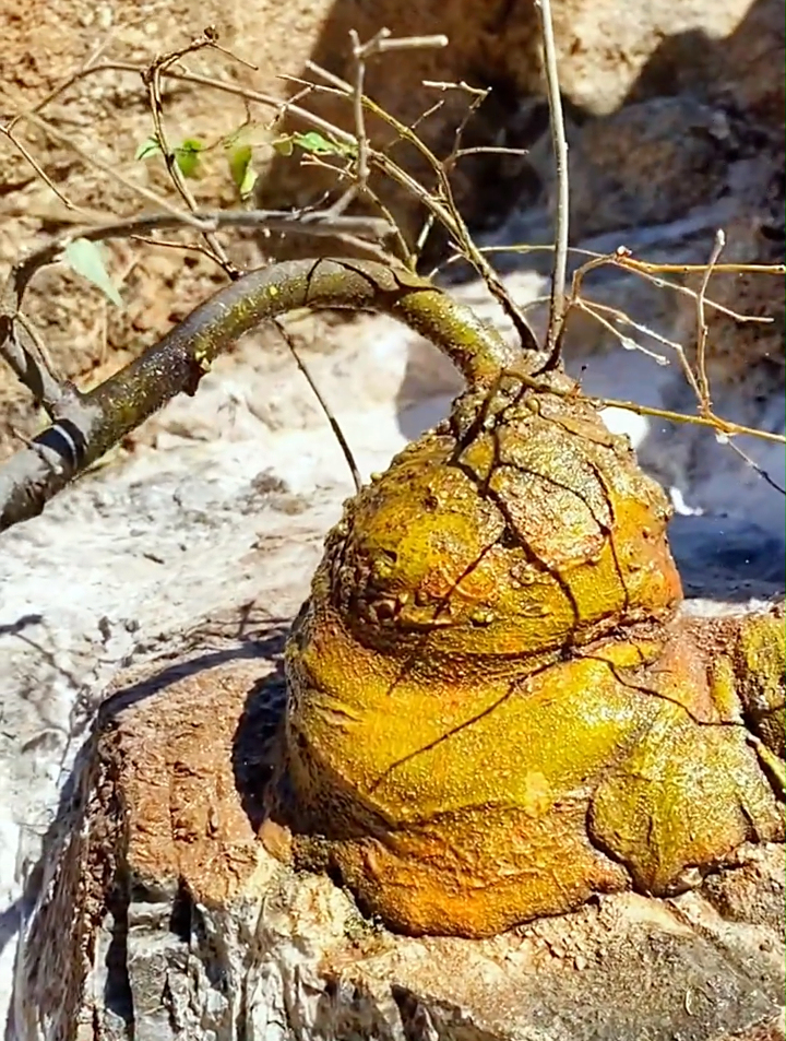 在大山里发现"50年的黄金朴",挖了两天纹丝不动,该不该放弃?