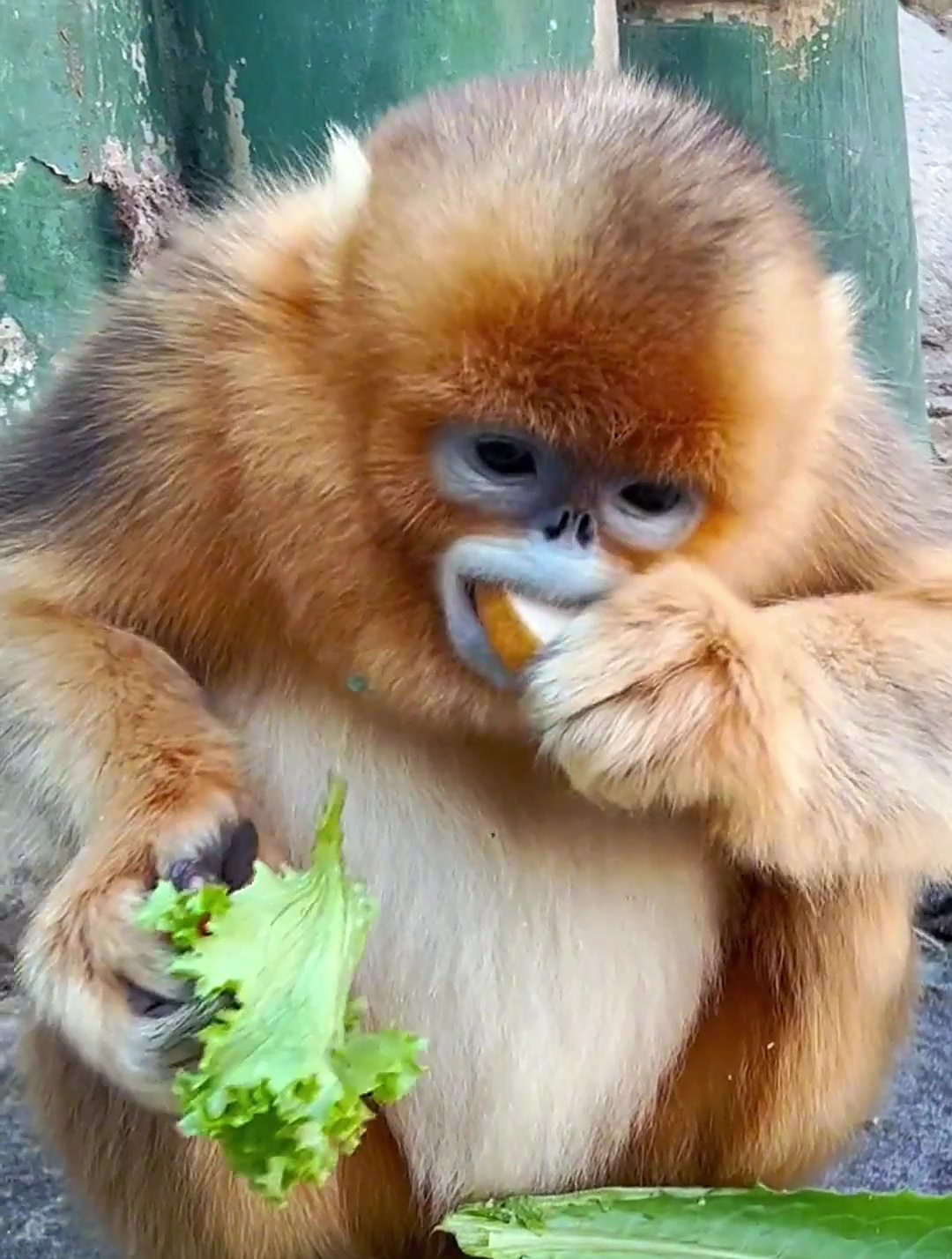 金丝猴真的好可爱,吃东西不浪费又干净,又斯文-度小视