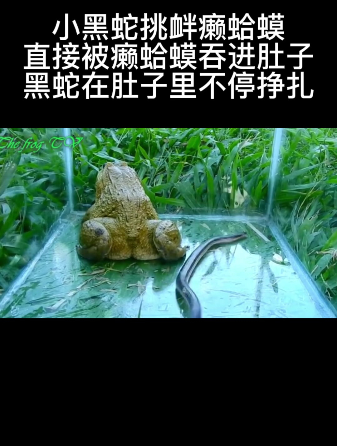 小黑蛇挑衅癞蛤蟆,直接被癞蛤蟆吞进肚子,黑蛇在肚子里不停挣扎-度小