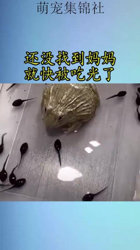 还没找到妈妈,就快被吃光了
