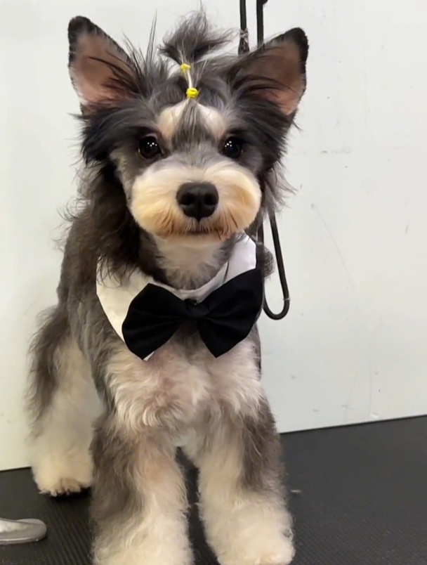 日常剪毛记,雪纳瑞酷酷发型,今天这个雪纳瑞还算挺乖的