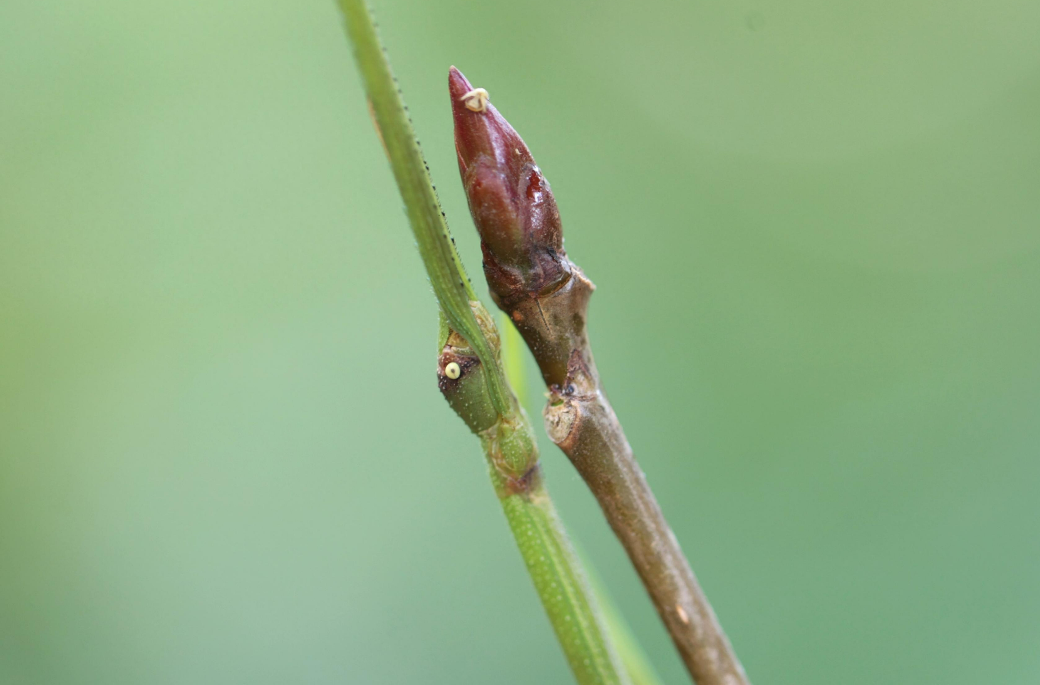 竹节虫:百闻不如一见的拟态大师