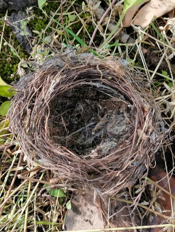 偶遇一个鸟窝,鸟儿已离去,能看出是什么鸟搭的窝吗