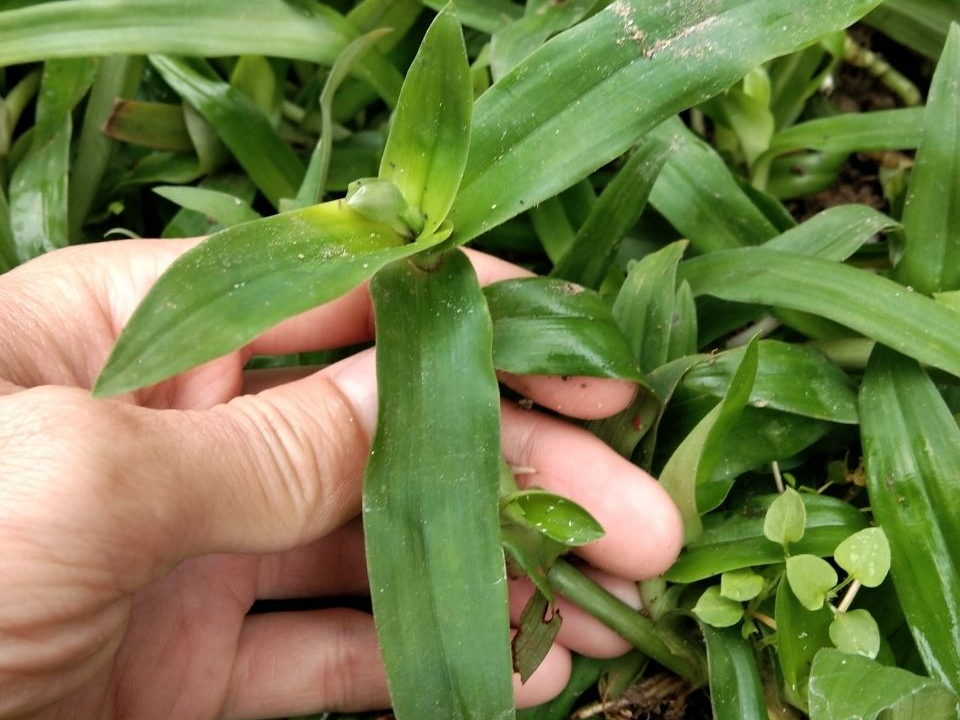 俗称"癌草",常被当杂草铲除,殊不知是野菜