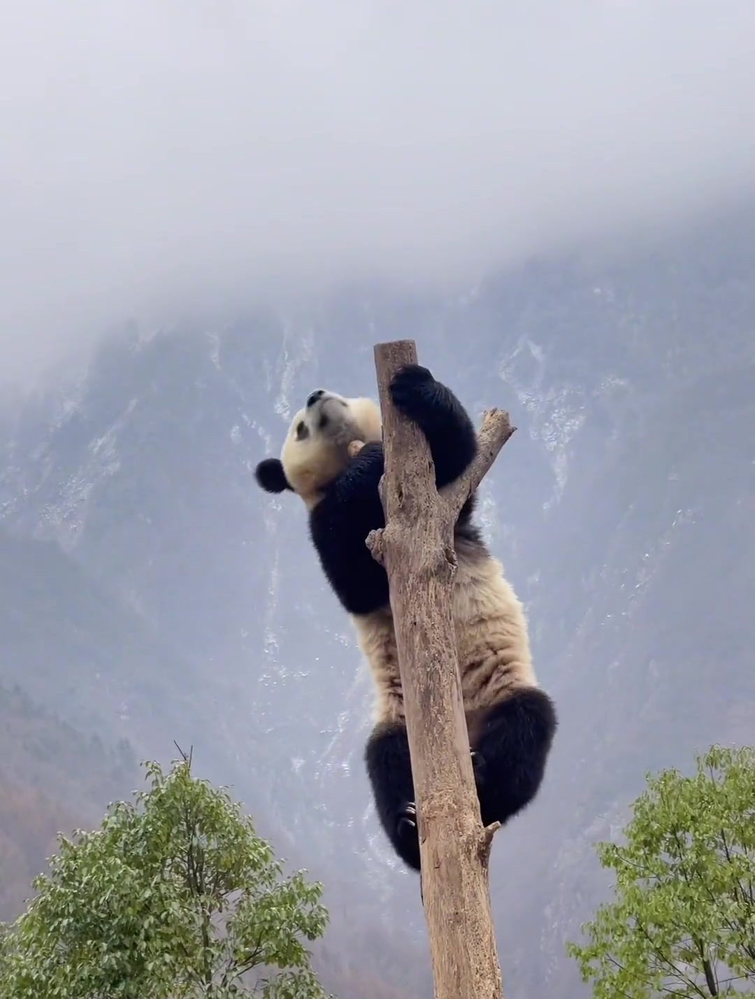 熊猫有一个特殊的本领,那就是爬树 大熊猫