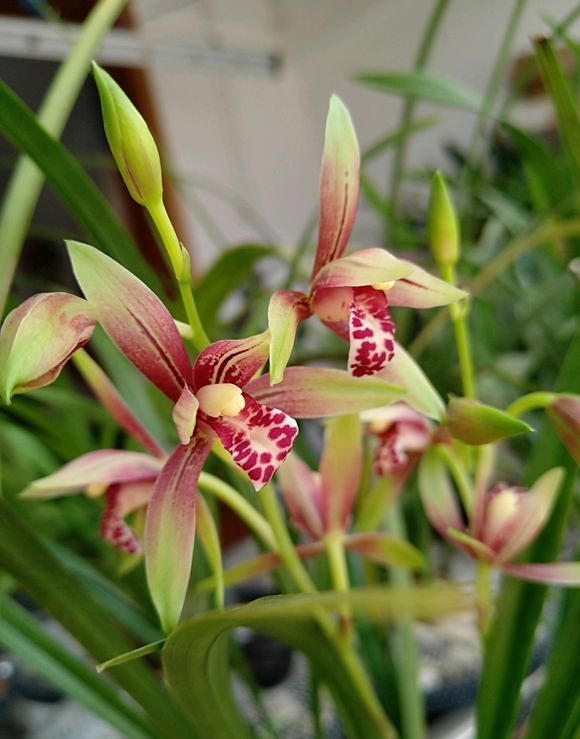 建兰名花逸红双娇,开品周正,色泽鲜明,易草易花,好养护