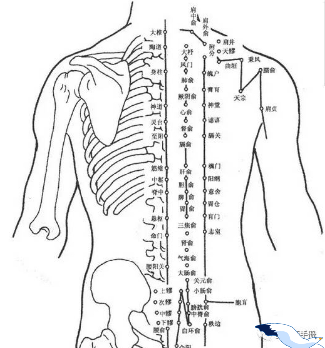 人体后背骨结构图高清图片