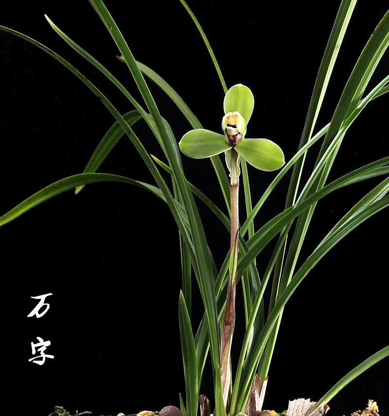 春兰"老八种"——万字,花品端庄神韵轩昂,香味浓郁而持续绵长