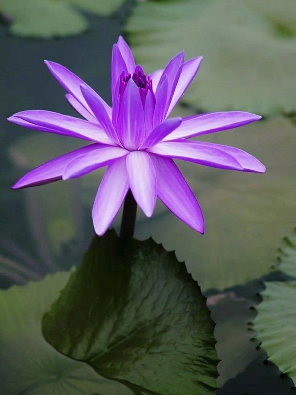 紫色睡莲