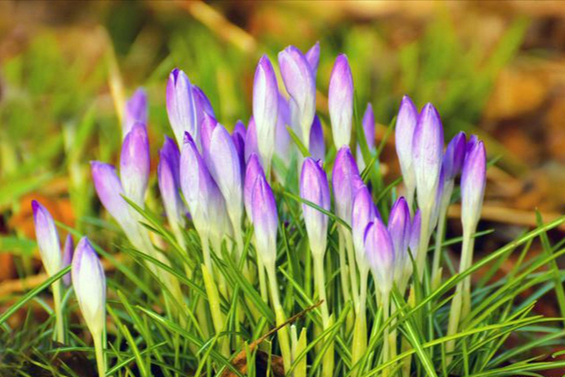 11月,贵人运爆棚,三生肖福来财聚,麻烦远走,从此赚钱轻松  11月,作为