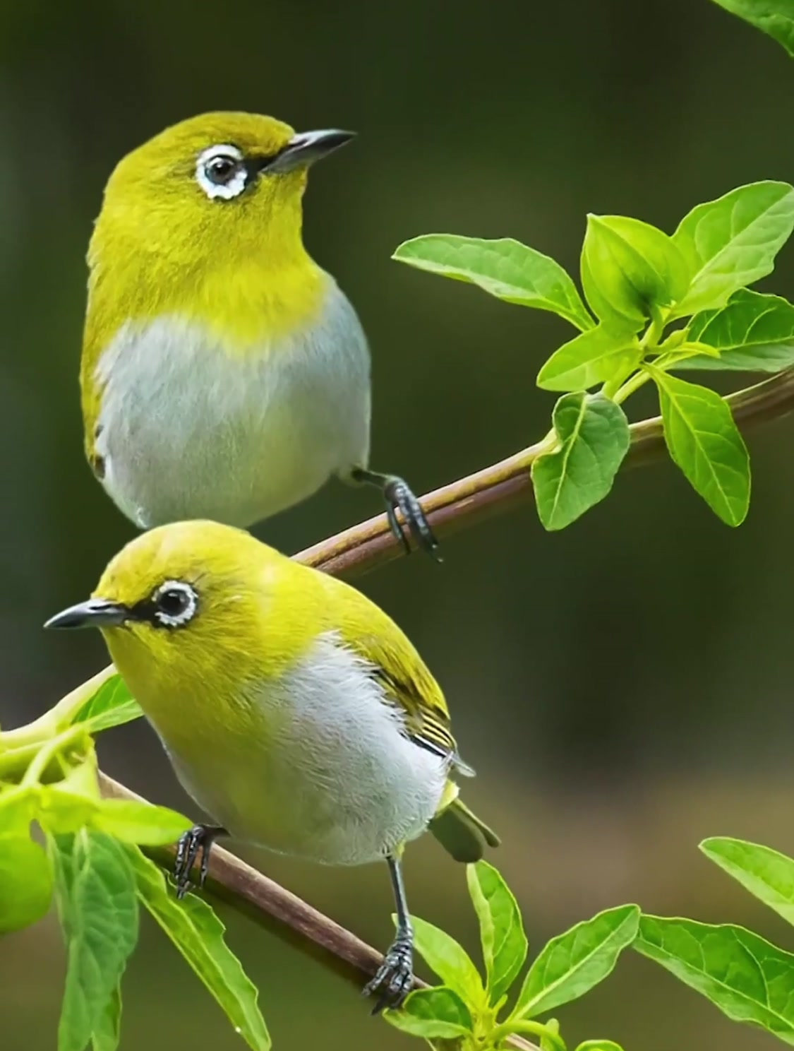 今天拍到了一组金黄色的小鸟非常的可爱,希望大家能喜欢-度小视