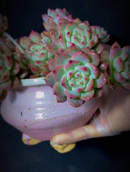 多少人知道这个造型与众不同的多肉她的名字叫:霜花.多肉植物-度小视